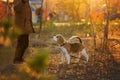 Little boy walk dog Royalty Free Stock Photo