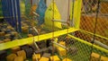 Little boy walks inside the obstacle course in the sports club