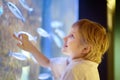 Little boy watches fishes in aquarium. Child exploring nature. Elementary student is on excursion in seaquarium Royalty Free Stock Photo