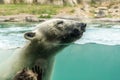 Little boy watching Polar bear Ursus maritimus swimming Royalty Free Stock Photo