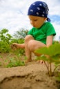 Little boy weeding garden