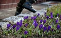 A little boy in a winter jacket is about to pluck a crocus flower in a meadow and then holds it in the fingers of his hand. His pa