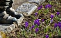 A little boy in a winter jacket is about to pluck a crocus flower in a meadow and then holds it in the fingers of his hand. His pa