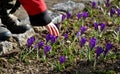 A little boy in a winter jacket is about to pluck a crocus flower in a meadow and then holds it in the fingers of his hand. His pa