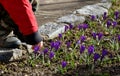 A little boy in a winter jacket is about to pluck a crocus flower in a meadow and then holds it in the fingers of his hand. His pa