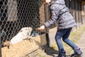 Little braided girl in warm hoodied violet nylon vest is feeding farm domestic rabbits with fresh red clover plants