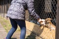 Little braided girl in warm hoodied violet nylon vest is feeding farm domestic rabbits with fresh red clover plants