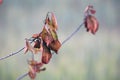 Little branch with dead leaves at autumn, late summer. Photo.