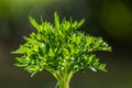 Little branch of fresh organic parsley Royalty Free Stock Photo