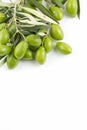 Little branch of green olives isolated Royalty Free Stock Photo