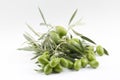 Little branch of green olives isolated Royalty Free Stock Photo
