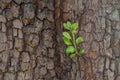 Little branch is growing on tree trank. Concept of saving nature Royalty Free Stock Photo