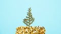 Little branch of pinecone on blue background.