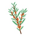 Little branch with sea buckthorn berries, vector illustration Royalty Free Stock Photo