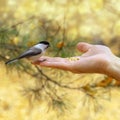 Little brave tit sits on hand. Man feeds forest bird