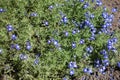 Little bright blue flowers of Armenian speedwell Royalty Free Stock Photo