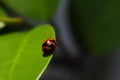 Little bright ladybug crawling on a tip of a leaf