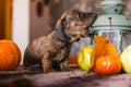 Brindle dachshund puppy biting on autumn lantern