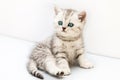 Little british domestic silver tabby cat