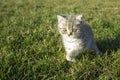 Little british kitten looking in green grass Royalty Free Stock Photo