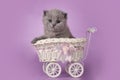 Little british kitten in a pram on an isolated background Royalty Free Stock Photo