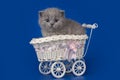 Little british kitten in a pram on an isolated background Royalty Free Stock Photo