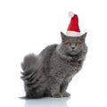 Little british longhair cat wearing santa claus hat  sitting and staring Royalty Free Stock Photo