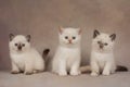 Little british point kittens on a beige background