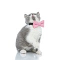 Little british shorthair cat looking above her Royalty Free Stock Photo