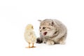 little british shorthair cat meowing at chick