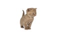 Little British Shorthair kitten in cinnamon against white background