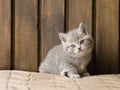 Little british shorthair kitten looking at camera