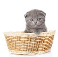 Little british shorthair kitten sitting in basket. on w Royalty Free Stock Photo