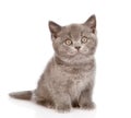 Little british shorthair kitten sitting in front. isolated on white