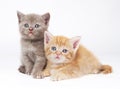 Little british shorthair kittens