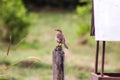 Little bird sitting on a log Royalty Free Stock Photo