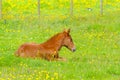 Little brow baby horse laying on a fresh green grass with yellow flowers in the mountain meadow Royalty Free Stock Photo