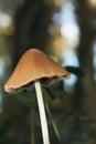 Little browm mushroom on the forest ground Royalty Free Stock Photo