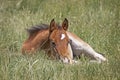 Little Brown Baby Horse Sleeping In Grass Royalty Free Stock Photo