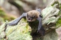 Brown Bat showing wings and sharp vampire fangs, Georgia USA