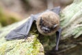 Brown Bat, Georgia USA Royalty Free Stock Photo