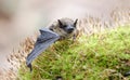 Brown Bat, Georgia USA