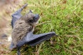 Brown Bat, Georgia USA Royalty Free Stock Photo