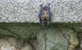Little Brown Bat hanging on concrete