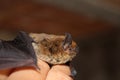 Little brown bat Royalty Free Stock Photo
