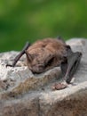 Little Brown Bat (Myotis lucifugus) Royalty Free Stock Photo