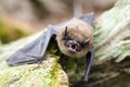 Brown Bat teeth and fangs, Georgia USA Royalty Free Stock Photo