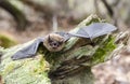 Brown Bat teeth and fangs, Georgia USA Royalty Free Stock Photo