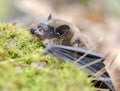 Brown Bat teeth and fangs, Georgia USA Royalty Free Stock Photo