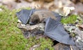 Brown Bat wings, Georgia USA Royalty Free Stock Photo